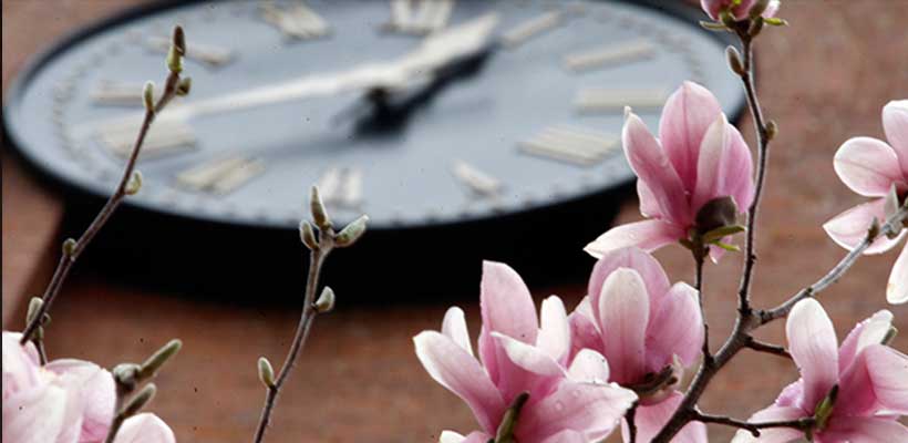A photo of blooming flowers and a clock on a campus building