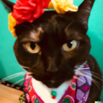 DALL·E 2023-02-14 15.28.59 – Frida Kahlo Cat Valentine