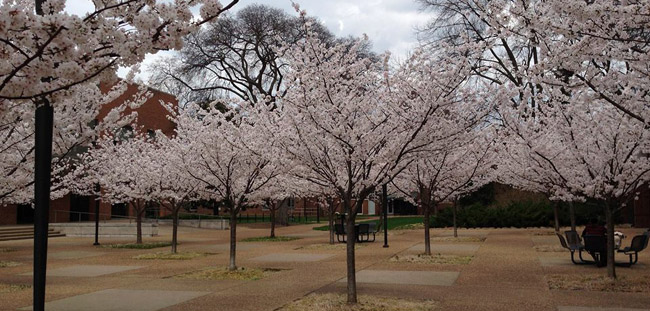 Cherry trees near the student life center bring a sense of order and peace to the area - just a few of the noteworthy trees in the arboretum.