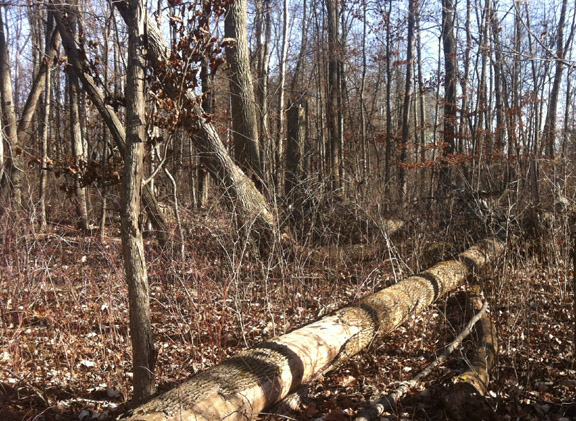 Damage in northwestern Ohio, 2015