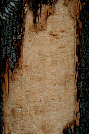 Damage by EAB to inner bark