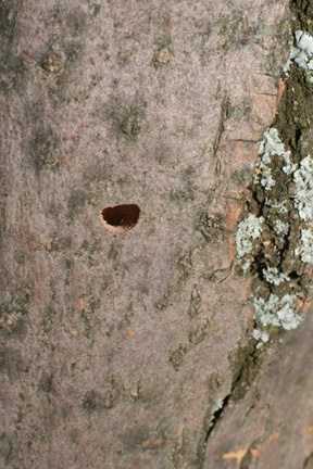 emerald ash borer exit hole