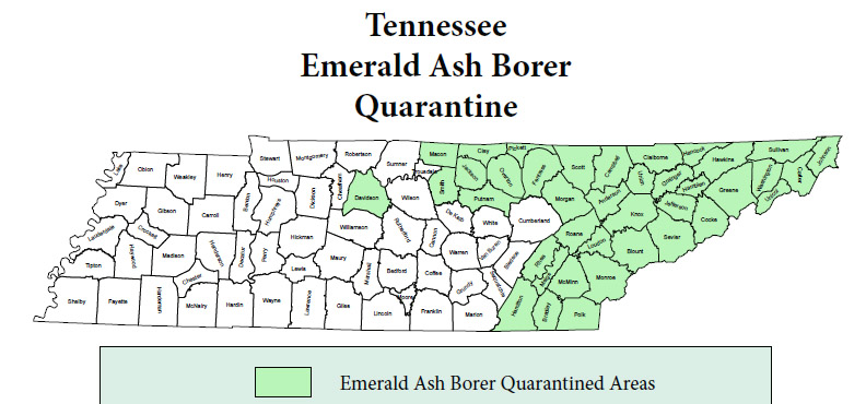 Emerald Ash Borer in TN
