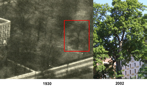 shingle oak 2-609 in 1930 and 2002