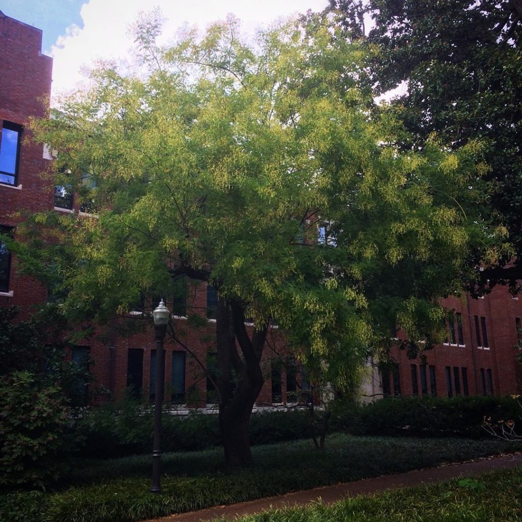 Scholar tree in front of Buttrick Hall