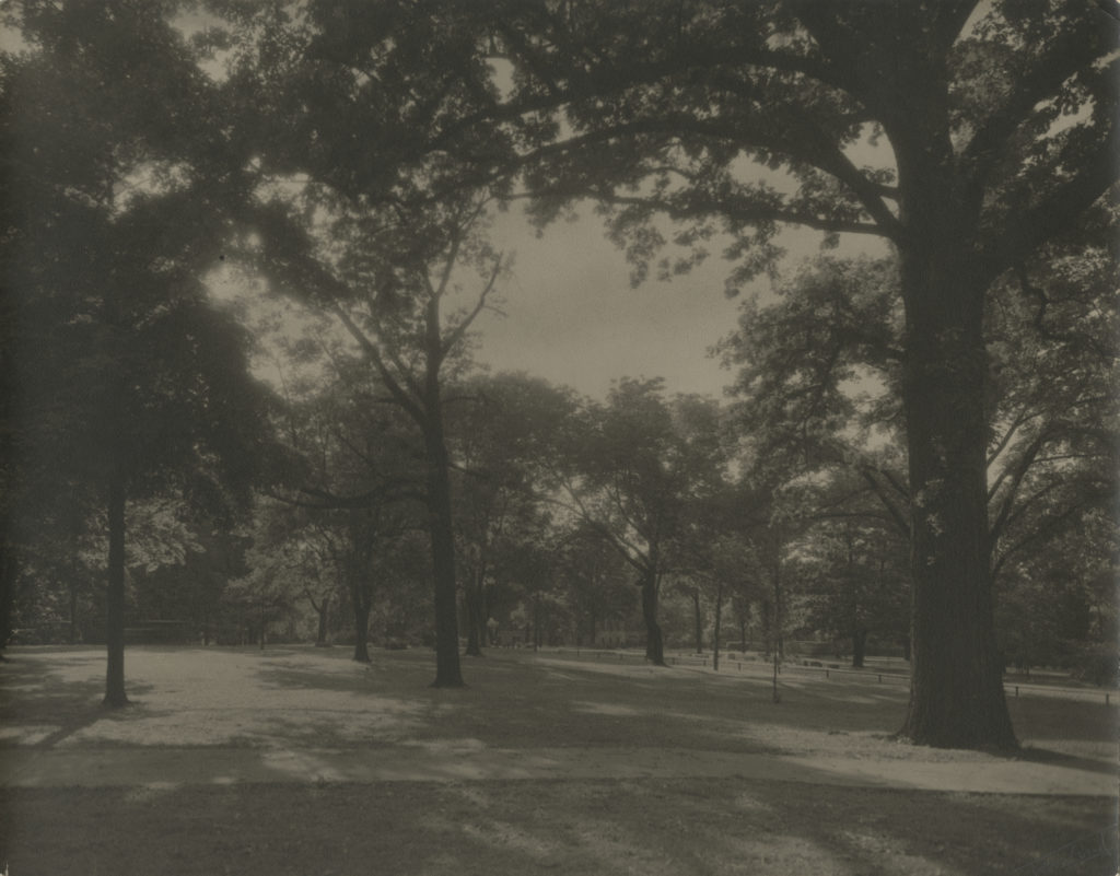 The Bicentennial Oak about 1930
