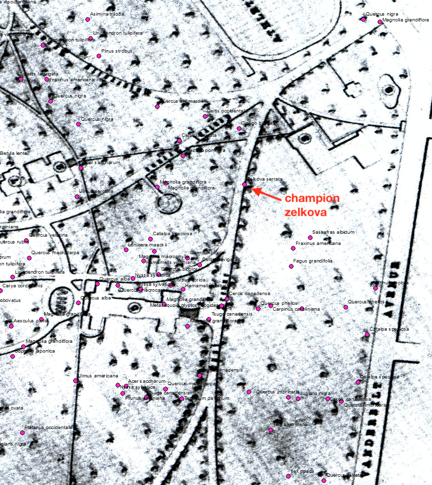 Location of champion zelkova on 1897 map