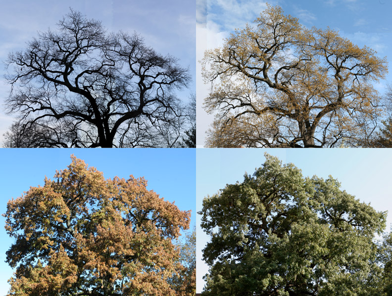 School of Nursing southern red oak in four seasons