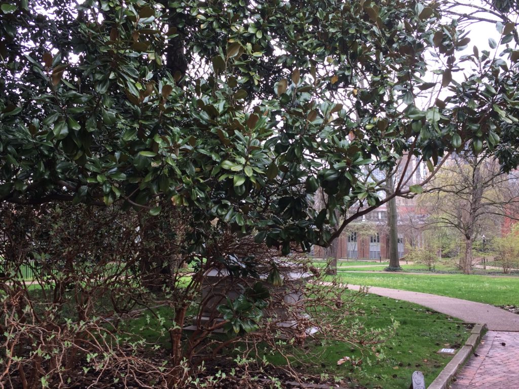 Magnolia 2-663 and grave in 2020