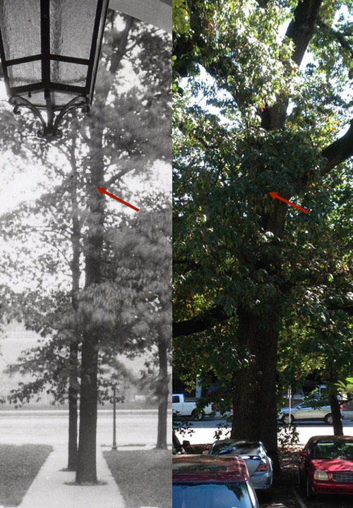 Comparison of southern red oak 2-123 c.1928 and 2015