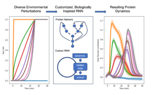 Graphs of Alexander Lin's work for his DSI-SRP project