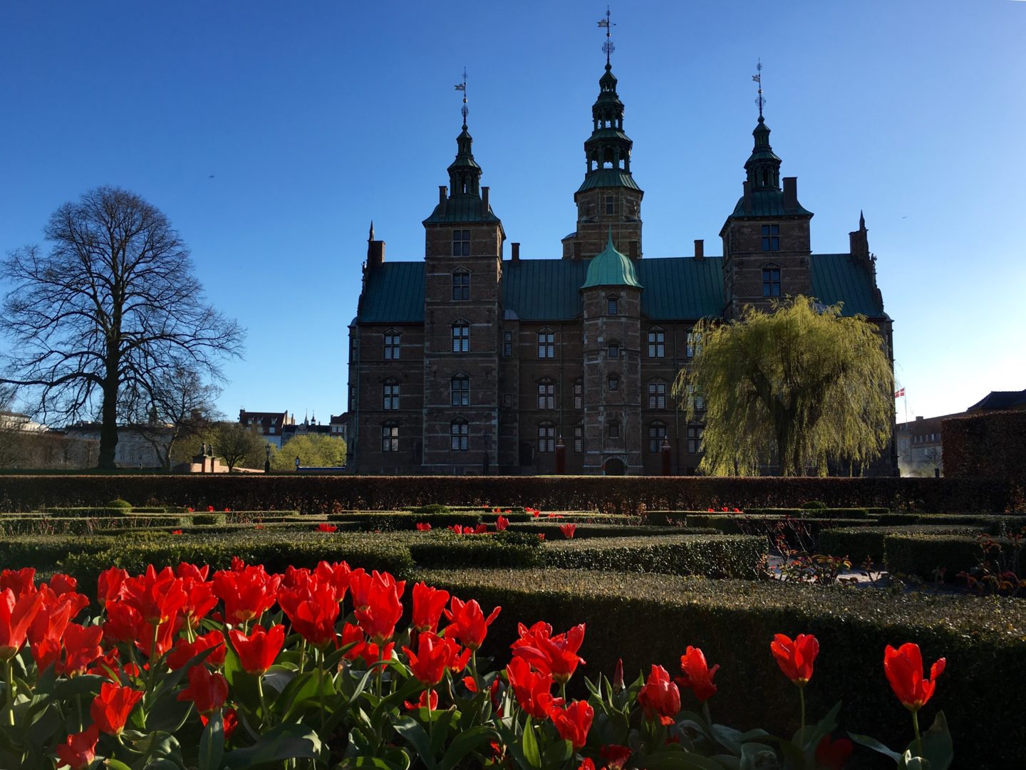 Red Tulips, courtesy of Jacob Shpilberg
