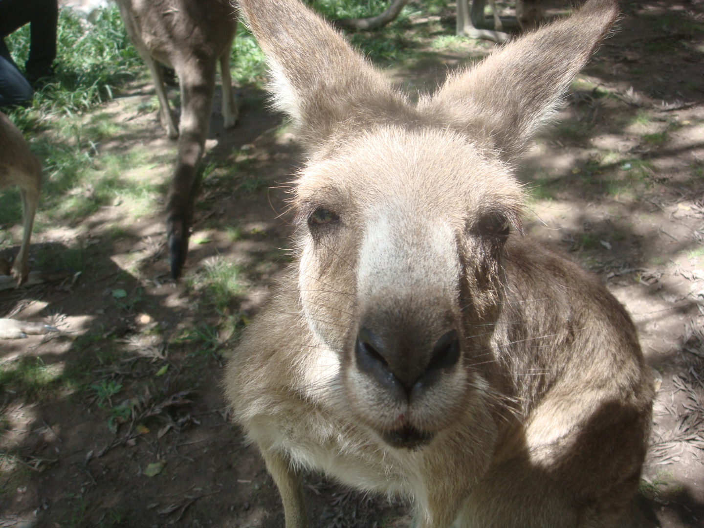 Kangaroo, courtesy of Trevor Bruns