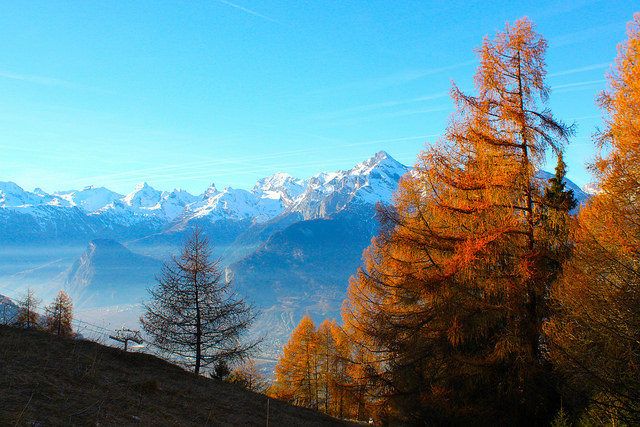 Fall foliage in the foreground with snow-covered Alps in the background.
