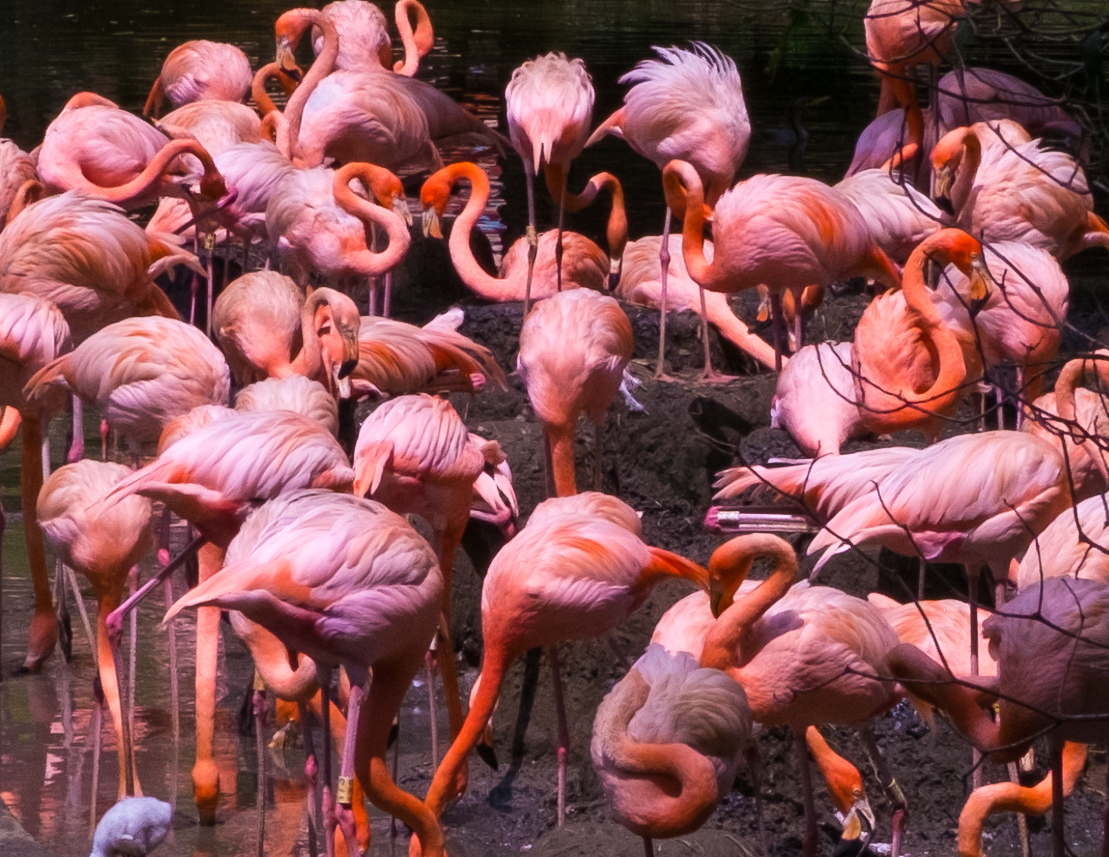 Flamingos, Cali, Colombia, courtesy Reg Natarajan