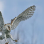 Barn owl flying in the air