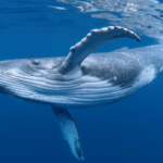 Whale in deep blue water