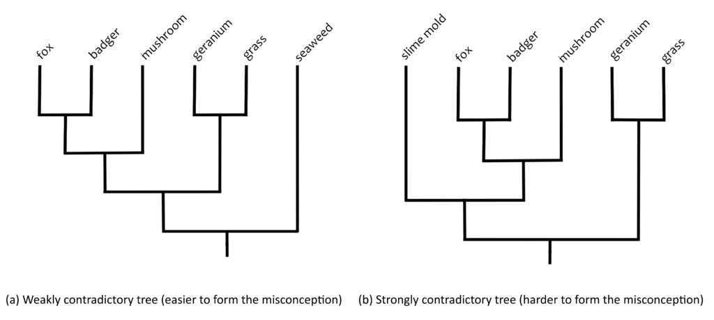 Branches of a cladogram showing different branching structures