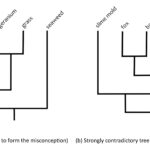 Cladogram showing two different ways to show the same relationships