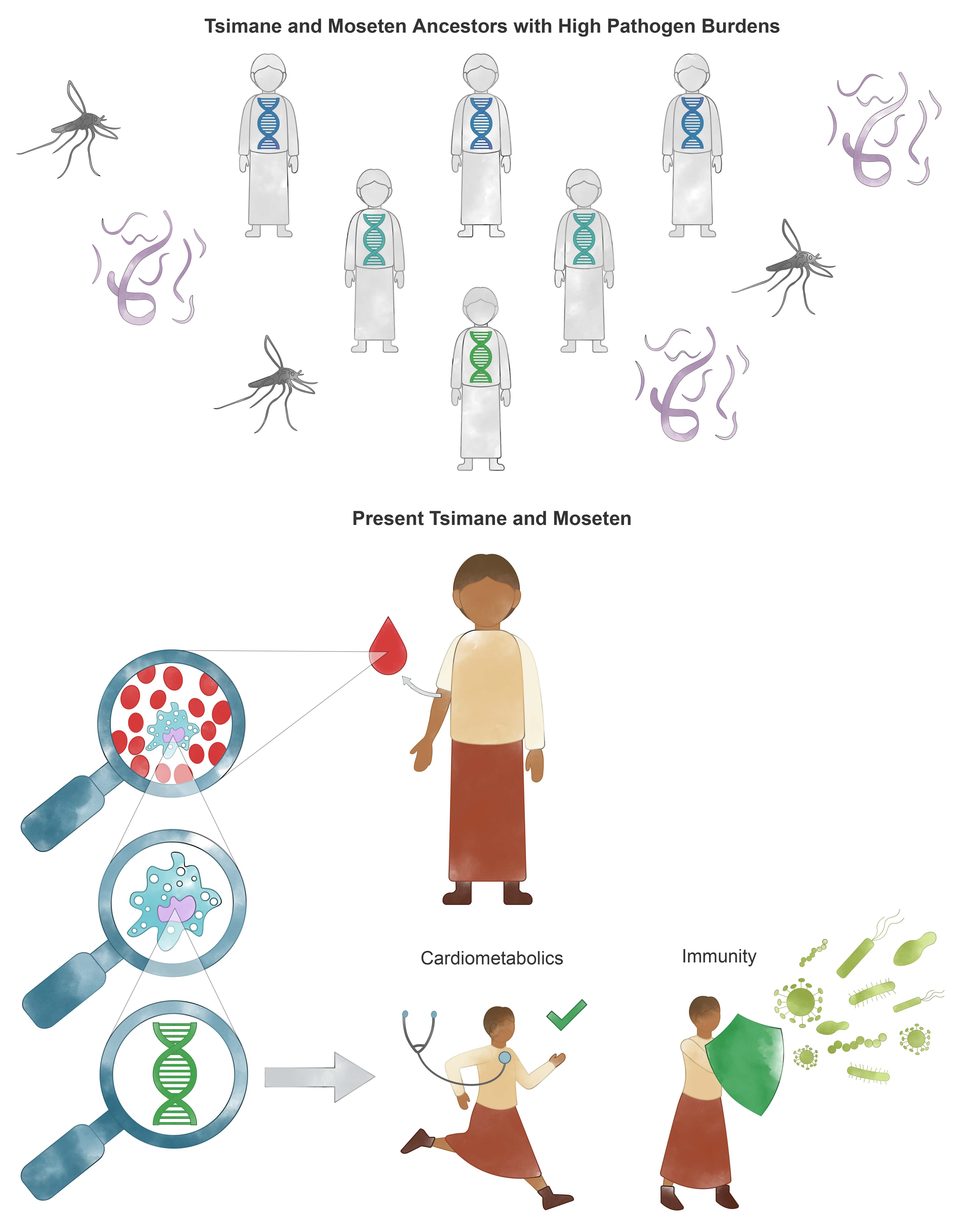 Three sections, top ancestral people exposed to parasites (mosquitoes, worms); middle section, blood drawn from one individual and analyzed; bottom section, effect on a running individual showing cardiometabolics and one with a green shield for immunity