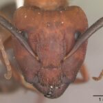 A headshot of Camponotus floridanus. Photo by April Nobile with no endorsements of this work. Available through a CC BY-SA 3.0 license and found on the AntWiki here.