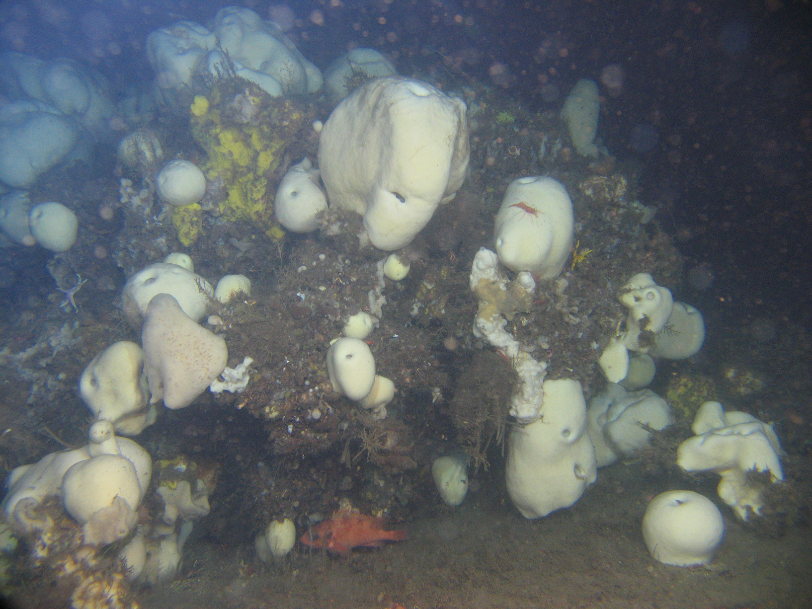 Picture of Geodia barretti on the seafloor, underwater. 