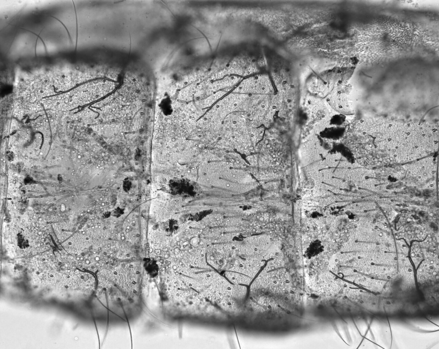 Vanderbilt University biologists discover that rising temperature