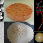 A group of 5 yeasts showcasing their diversity of forms