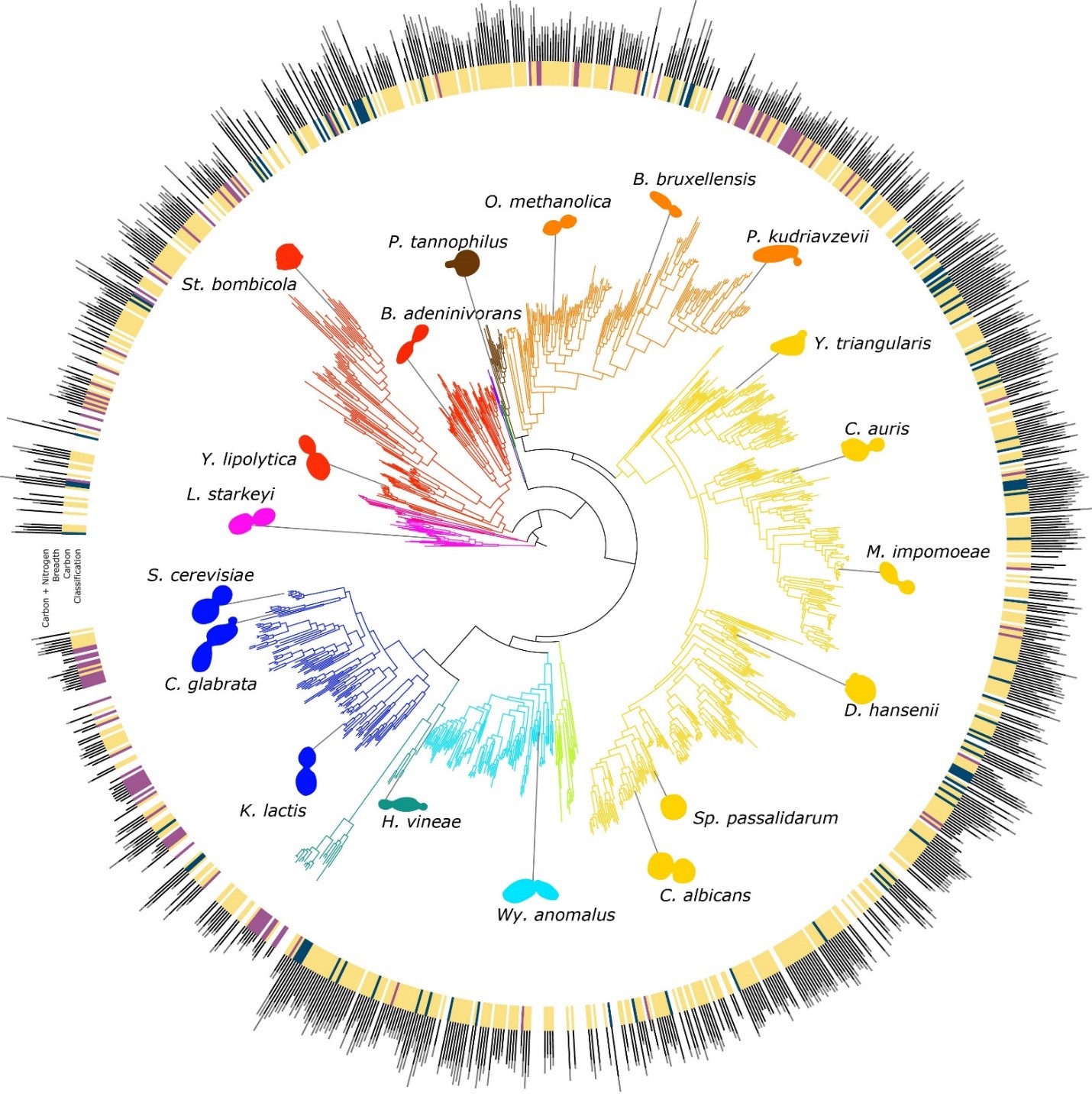 A circular phylogeny of yeasts in a rainbow of colors