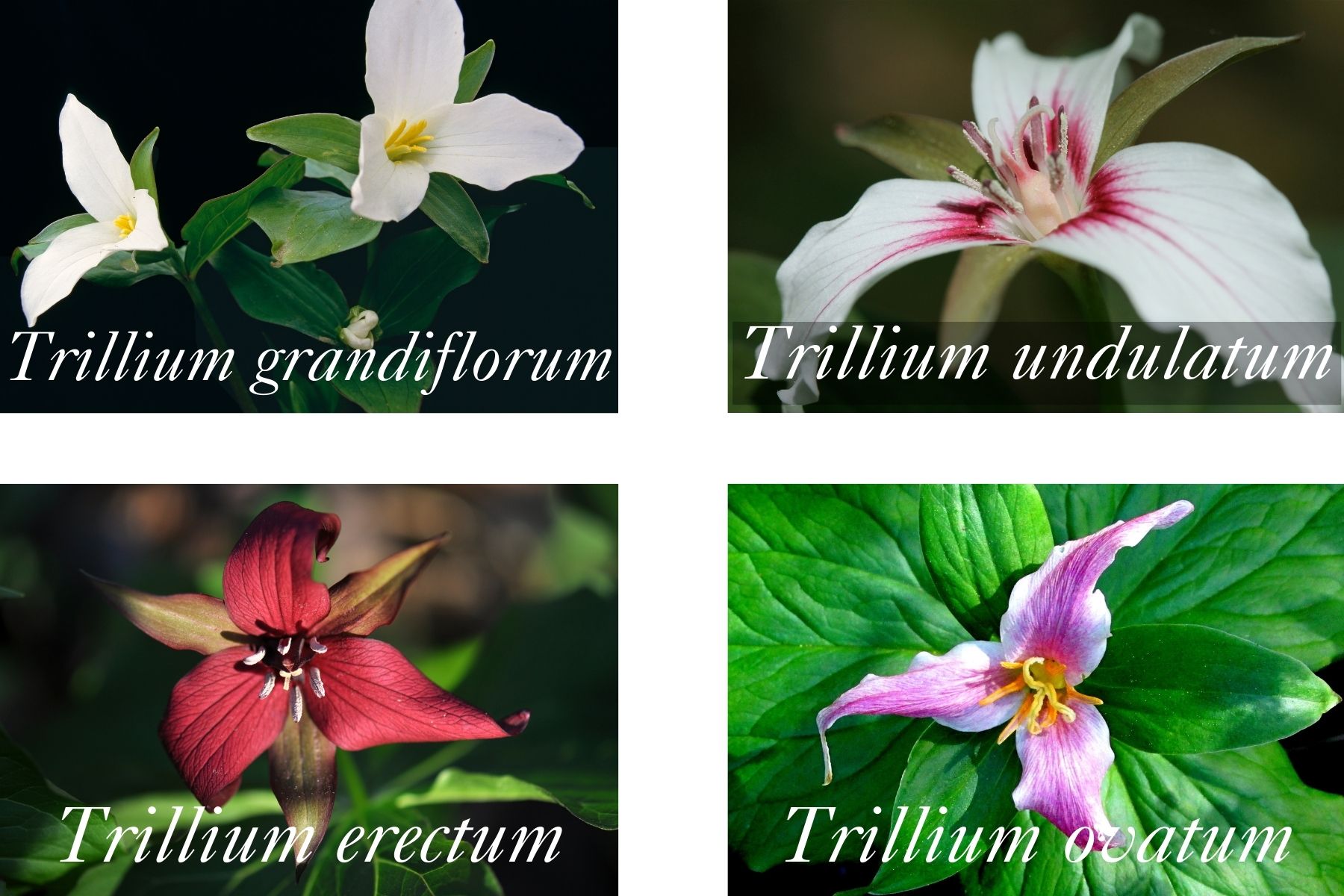 Various species of white, red, and pink Trillium. A three leafed flower