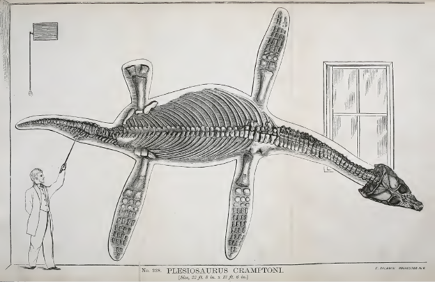 An illustration of a Plesiosaurus skeleton, labeled 'Plesiosaurus Cramptoni', displayed horizontally. A person in a suit is standing on the left, pointing at the skeleton with a stick. The room has a window on the right side and a square ventilation opening on the upper left. The detailed skeletal structure of the Plesiosaurus, including its long neck, four flippers, and tail, is prominently shown.