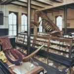 A historical museum exhibit featuring a large fossilized skeleton of a prehistoric animal mounted vertically on a wooden support, with its ribcage and skull prominently displayed. In the foreground, there is a large tusk and skull of a mastodon. Multiple glass display cases filled with various fossils and geological specimens are arranged around the room. The room has tall windows with arched tops, a wooden ceiling with exposed beams, and framed pictures hanging on the walls.