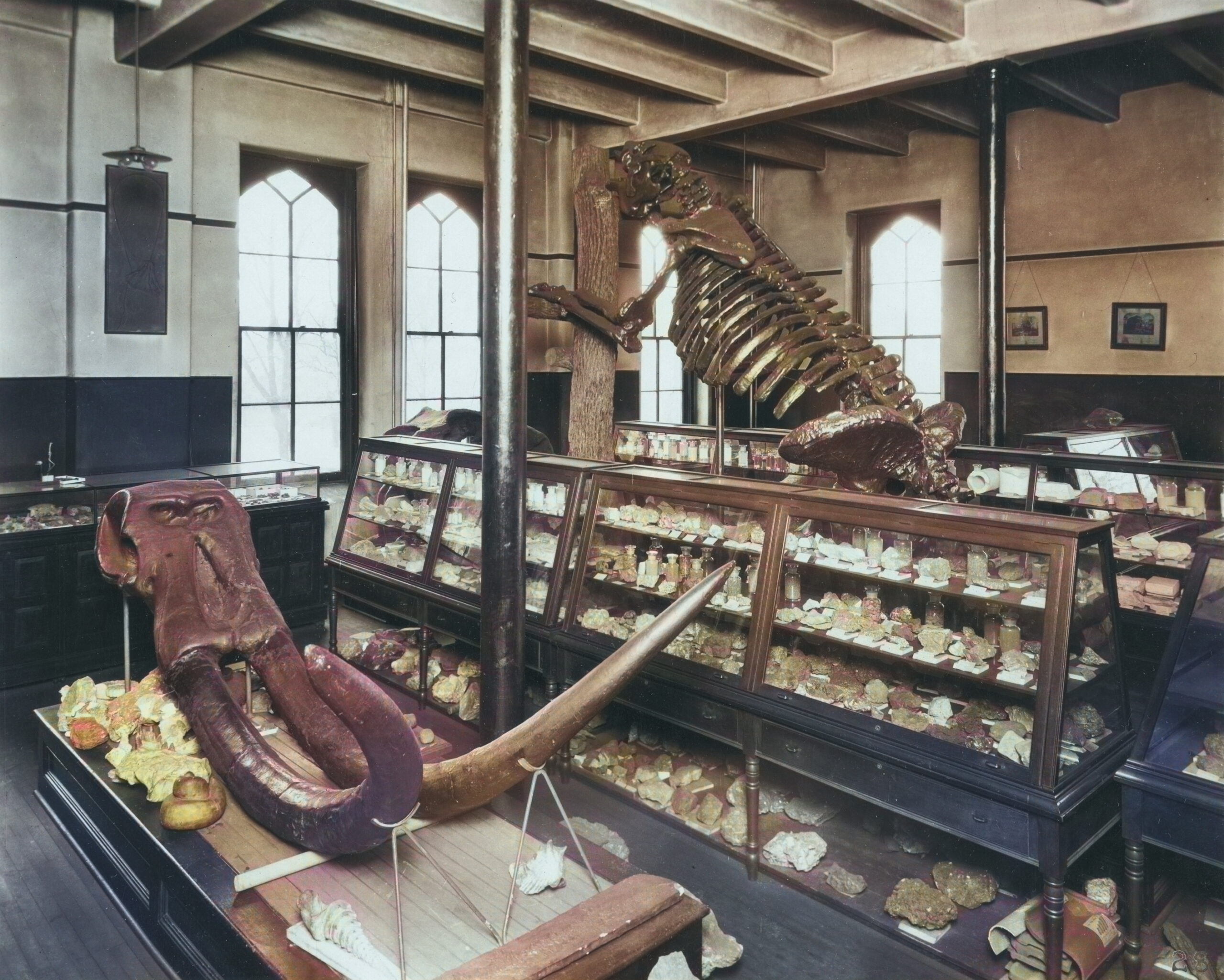 A historical museum exhibit featuring a large fossilized skeleton of a prehistoric animal mounted vertically on a wooden support, with its ribcage and skull prominently displayed. In the foreground, there is a large tusk and skull of a mastodon. Multiple glass display cases filled with various fossils and geological specimens are arranged around the room. The room has tall windows with arched tops, a wooden ceiling with exposed beams, and framed pictures hanging on the walls.