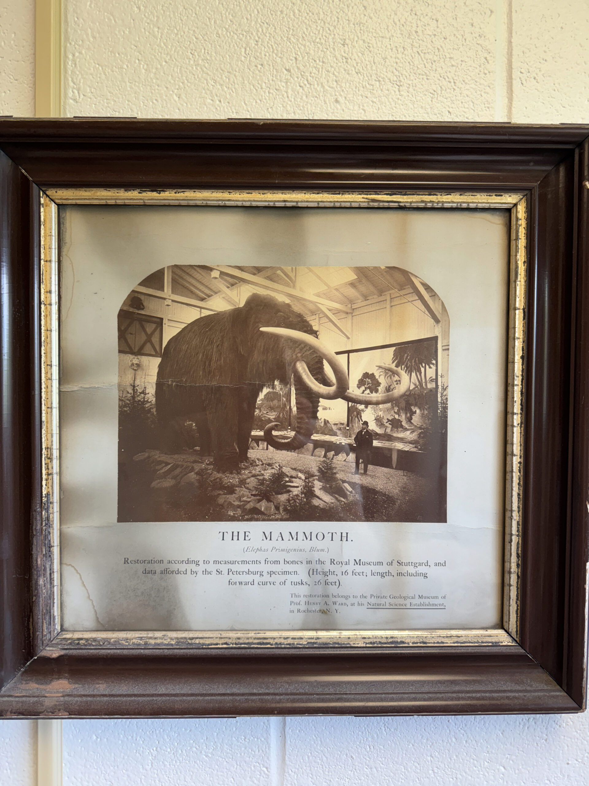 Framed photograph of a mammoth restoration exhibit at the Royal Museum of Stuttgart. The exhibit includes a life-sized model of a mammoth, with a human figure standing next to it for scale. The caption below the image reads: 'The Mammoth (Elephas Primigenius, Blum). Restoration according to measurements from bones in the Royal Museum of Stuttgart, and data afforded by the St. Petersburg specimen. (Height, 16 feet; length, including forward curve of tusks, 26 feet). Alt-text generated by ChatGPT