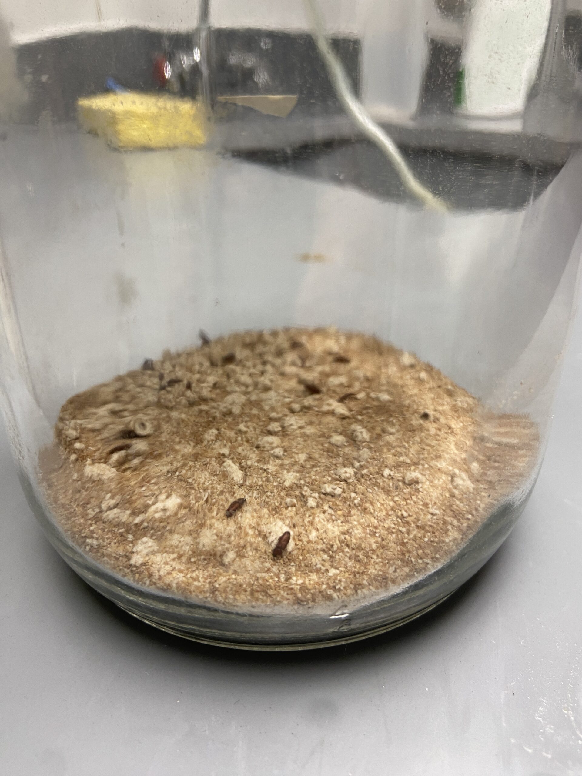 A glass jar containing a light brown, granular substance, likely a substrate, is partially filled. Several small, dark brown insects, identified as flour beetles, are visible on the surface of the substrate. The jar is placed on a gray tabletop in what appears to be a laboratory setting.