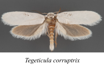 A close-up image of a moth with white and brown wings, showing its detailed wing patterns and body structure. The caption reads 