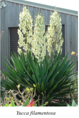 A plant with tall stalks of white flowers and spiky green leaves at the base. The plant is situated in front of a building. The caption reads 