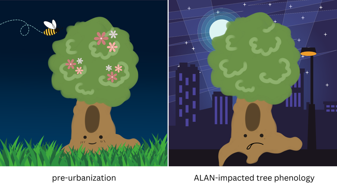 Illustration of a tree before urbanization, surrounded by grass and flowers, with a bee flying nearby, compared to a tree under artificial light at night (ALAN) in an urban setting, appearing sad with fewer flowers and darker surroundings, symbolizing the negative impact of ALAN on tree phenology