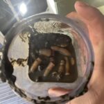 A close-up of a hand holding a clear plastic container filled with muddy water and several large, segmented, worm-like organisms. The container appears to be covered in mud both inside and around the edges. The worms are light brown in color and vary in size.