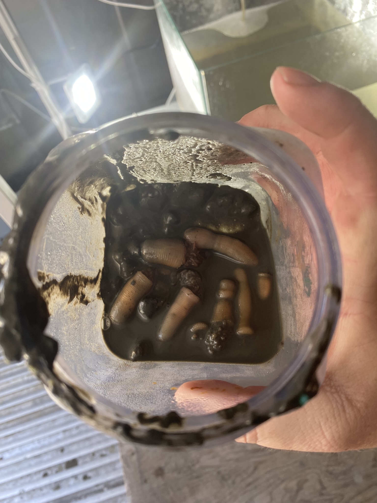 A close-up of a hand holding a clear plastic container filled with muddy water and several large, segmented, worm-like organisms. The container appears to be covered in mud both inside and around the edges. The worms are light brown in color and vary in size.