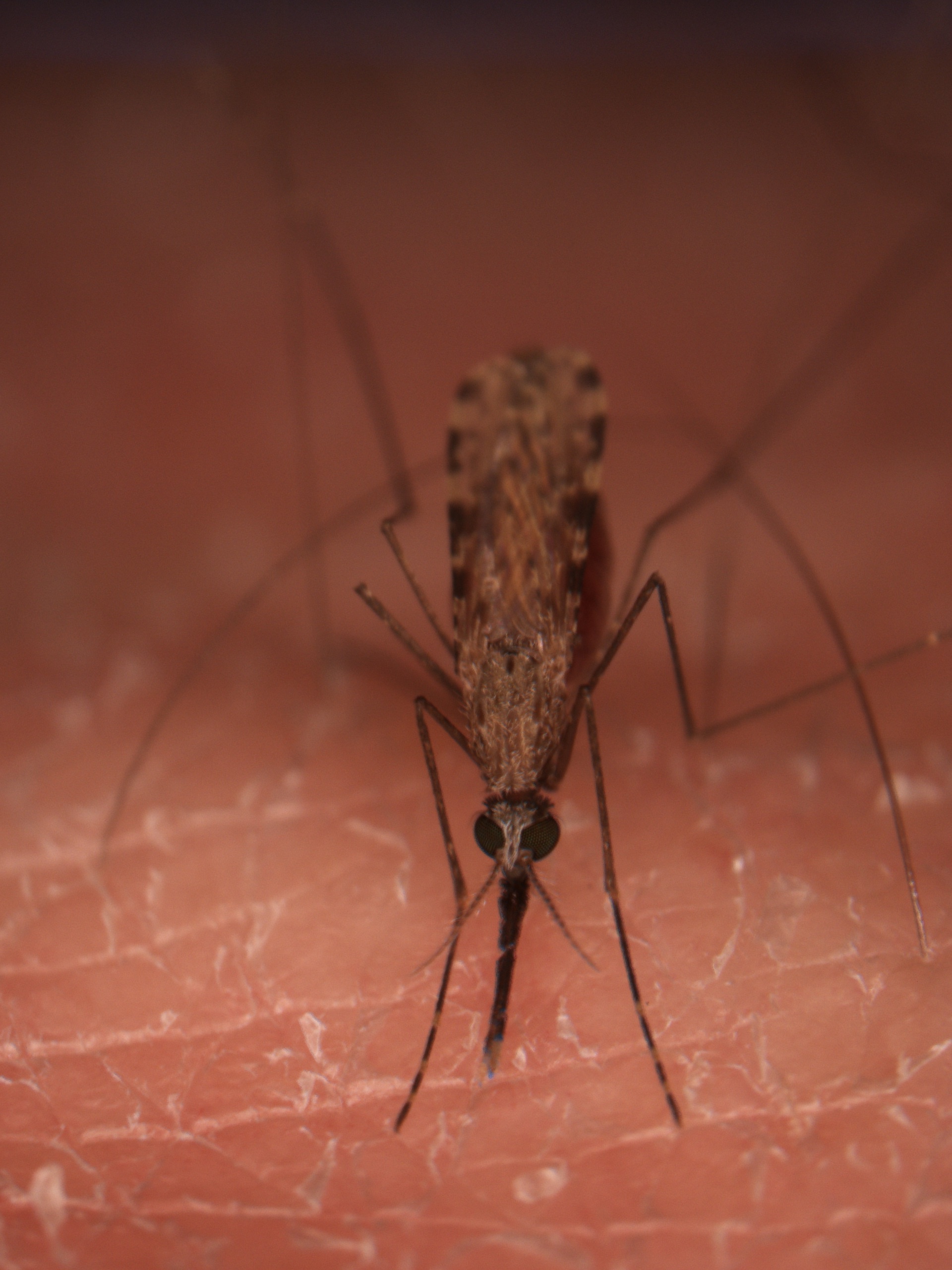 A close-up image of an Anopheles gambiae mosquito, showing it perched on human skin. The mosquito’s head and body are in focus, with its long legs extending out of the frame. The intricate details of its compound eyes and the slender proboscis, used for feeding, are clearly visible. The background consists of the textured surface of human skin, emphasizing the mosquito's role as a vector for disease transmission.