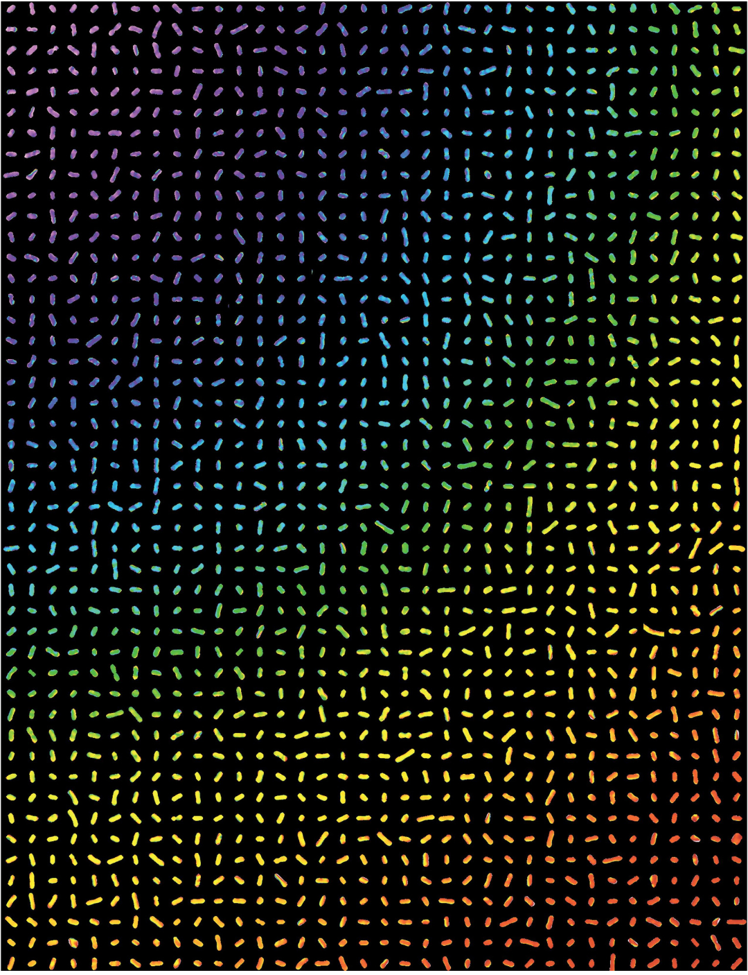 A microscopic image showing numerous small, rod-shaped cells scattered evenly across a dark background. The cells are colored in a gradient pattern, transitioning from purple on the left to blue, green, yellow, and red on the right, creating a rainbow effect across the entire image. Each cell is evenly spaced and aligned in slightly varied orientations, creating a visually striking and orderly pattern.