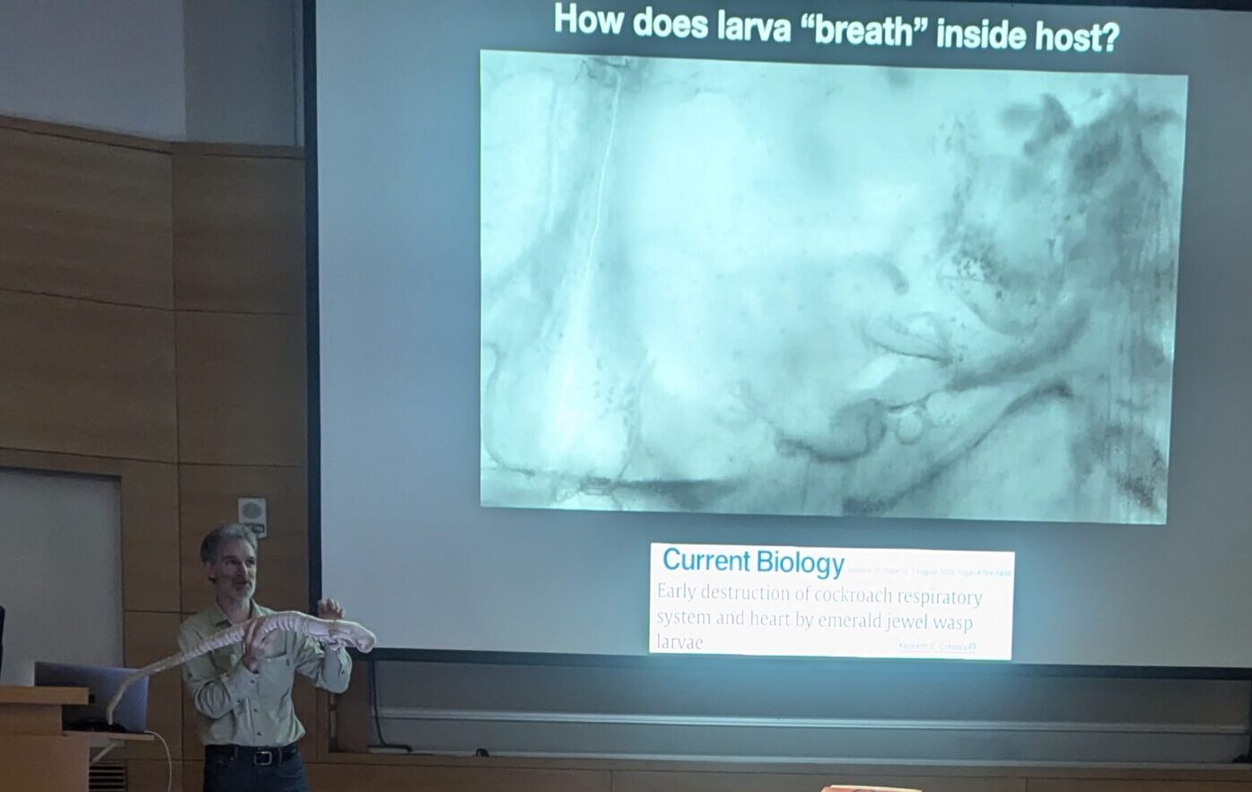 Ken Catania holding a chestburster stuffed animal standing in front of a screen. The screen shows the inside of an insect with the title, "How does the larva breathe inside the host?"