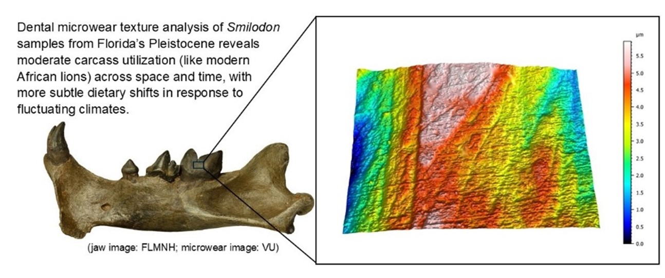 A graphical abstract showing a Smilodon (saber-toothed cat) jaw with a highlighted tooth linked to a 3D microwear texture map. The text explains that dental microwear texture analysis of Pleistocene Smilodon from Florida indicates moderate carcass utilization—similar to modern African lions—alongside subtle dietary shifts tied to changing climates. A color scale bar on the right shows texture depth in micrometers. (Jaw image: FLMNH; Microwear image: VU)
