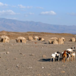 A desert landscape with huts and goats