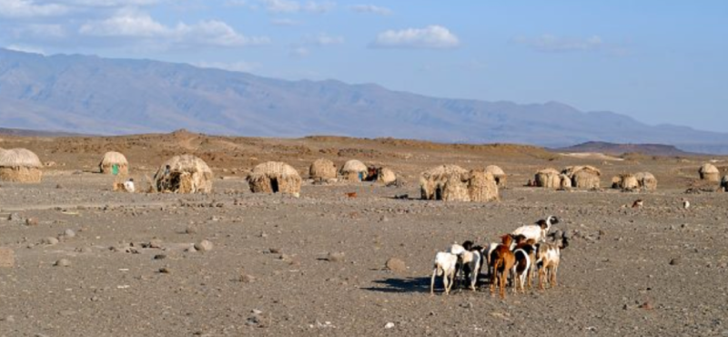 Partnership with Turkana Community Helps Scientists Discover Genes Involved in Adaptation to Desert Living