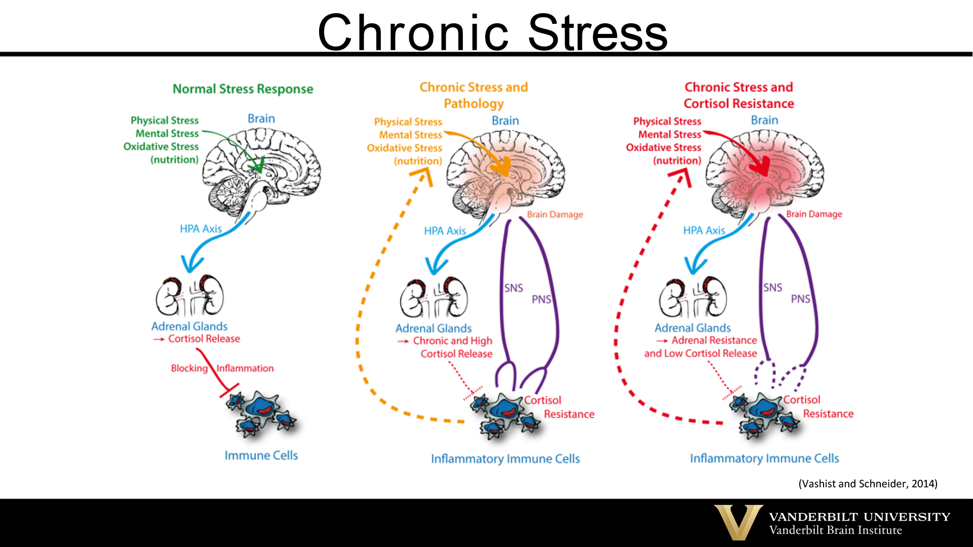 images depicting the affects of chronic stress on the brain
