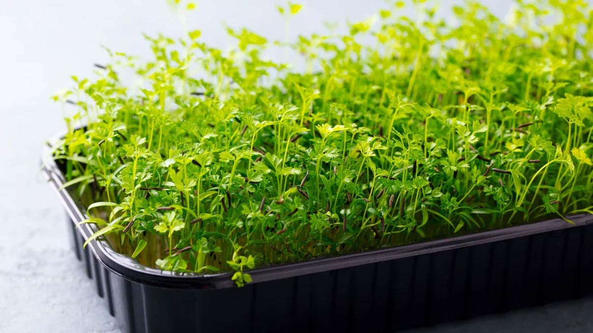 Microgreens