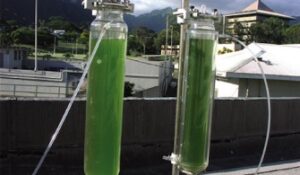 Vanderbilt scientists develop an algae time machine, advancing biomedicine