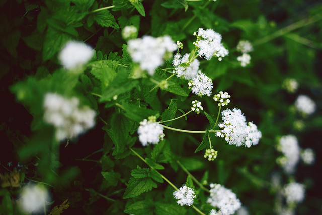 Flowers on Campus